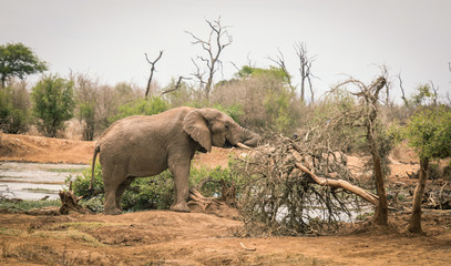 Wall Mural - Big elephant eating trees in the Etosha National Park, Namibia