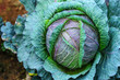 Natural patterns of fresh cabbage