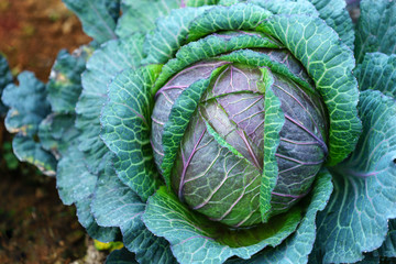 Natural patterns of fresh cabbage