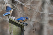 Bluebirds On Bird House
