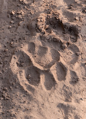 Tiger trail on the sand