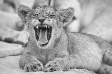 Wall Mural - Close-up of a small lion cub yawning on soft Kalahari sand in artistic conversion