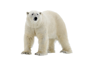 polar bear isolated on the white background