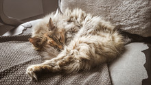 A Beautiful Tricolor Cat Sleeping On An Office Chair. Kitten Asleep On A Blanket. Feline Portrait.