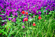 Red Field Poppies And Field Of Purple Flowers
