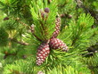 Szyszki kosodrzewiny w tatrach,  Pinus mugo Turra