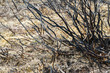Verbranntes Buschland nach einem Waldbrand
