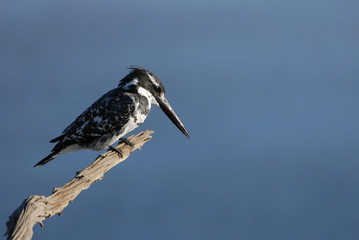 Pied kingfisher looking for fish in a lake bellow, evening sun