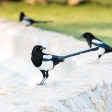 Magpie On A Wall With Others As Background
