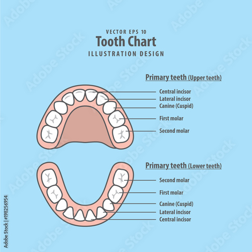 Tooth Chart Primary teeth illustration vector on blue background ...