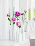 Fototapeta  - Dekorative Pfingstrosen in kleinen weißen Vasen