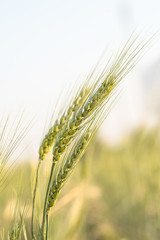 Poster - Barley grain hardy cereal growing in field