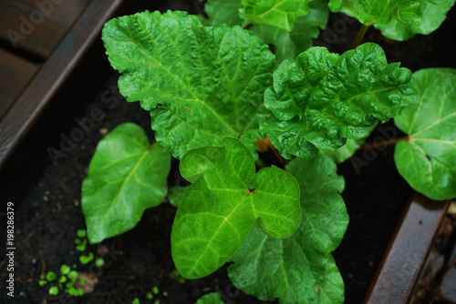Fotografie, Obraz Luscious green moist chard (Beta vulgaris) leaves on a real garden wooden bed