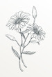 Two Hand Drawn Daisies