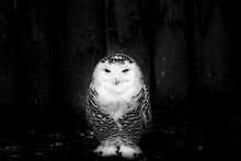 Snowy Owl - Black And White Image