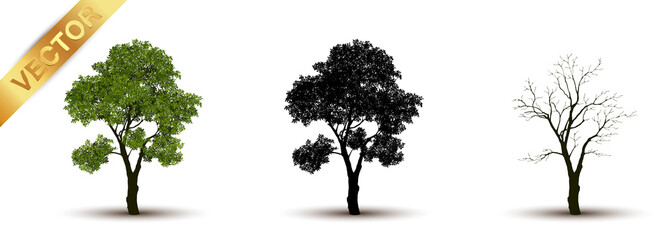 Beautiful tree Realistic  on a white background.