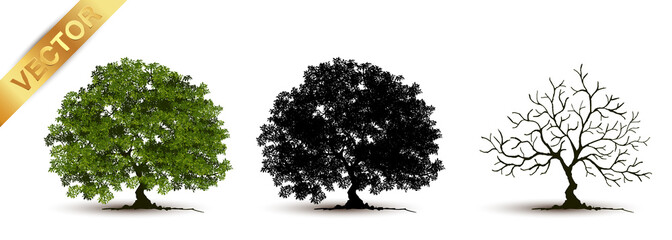 Beautiful tree Realistic  on a white background.