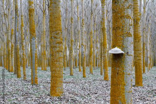 Hongo yesquero. Bosque de chopos canadienses. Populus canadensis. Fomes fomentarius. © LFRabanedo