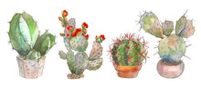 Set Of Watercolor Botanical Illustration Cactus, Isolated Object, Tropics