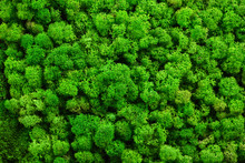 Green Moss Texture