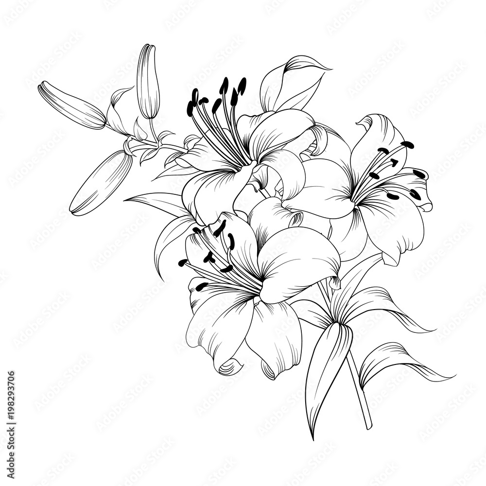 Contour of blooming lily isolated over white background. White lily flower. Wedding romantic bouquet. - obrazy, fototapety, plakaty 