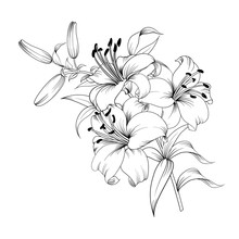 Contour Of Blooming Lily Isolated Over White Background. White Lily Flower. Wedding Romantic Bouquet.