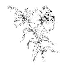 White Lily Isolated On A White Background. Card With Blooming Lily. Vector Illustration.