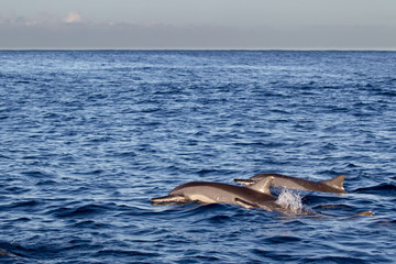 Wall Mural - Spinnerdelfine (Stenella longirostris) schwimmen im Meer vor Mauritius, Afrika.