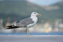 A Beautiful And Clean Seagull, White-gray Color Stands On A Level Surface. Gray-white Seagull On A Blurred Background