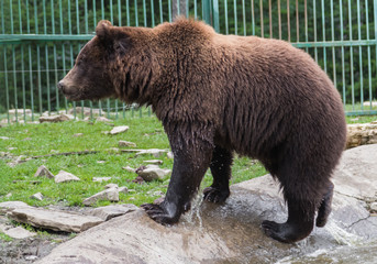 brown bear