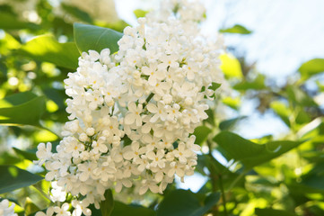 Wall Mural - Ivory silk japanese tree lilac or syringa reticulata white flowers