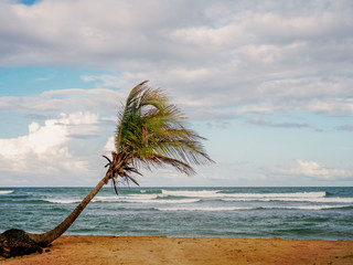 Wall Mural - Palm tree on the background of the sea. Vacation mood. Beach location