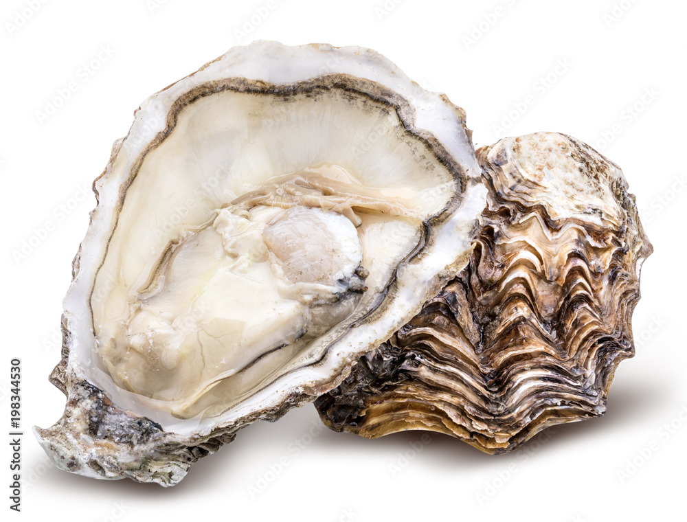 Photo Art Print Fresh Oyster Isolated With Shadow