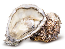 Fresh Oyster Isolated With Shadow. Clipping Path.