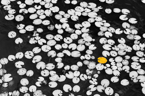 Fotografie, Obraz Leaves to float in lake with the format of the famous pacman doll