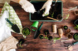© Oleksandr - Female hands planting seedlings at home holding garden tools. Hands of girls and little sprouts. Gardening. Flat lay