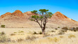 single acacia in the namib desert namibia africa