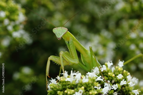 Fotografie, Obraz A small Praying Mantis prowls about in the herb garden on a summer afternoon