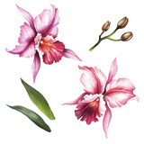 Fototapeta Storczyk - Set of Orchids. Hand draw watercolor illustration.