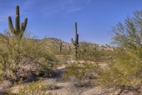 Fototapeta  - Arizona Desert in Wintertime