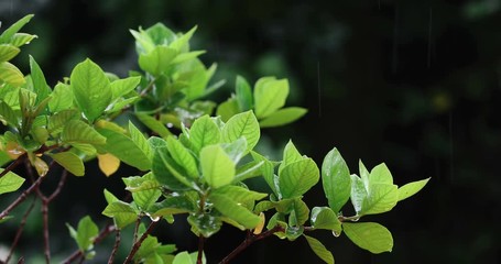 Wall Mural - The Close up green fresh leave branch under tropical rain water drop falling in the garden  , 4K Dci resolution