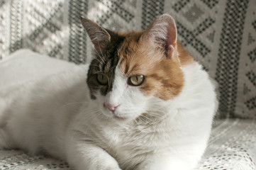 Wall Mural - White female cat resting on lace bedding sofa closeup