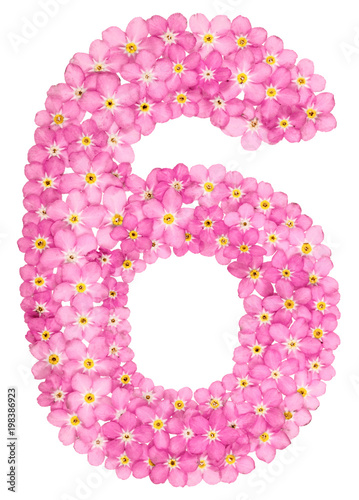 Poster Arabic numeral 6, six, from pink forget-me-not flowers, isolated on white backgr