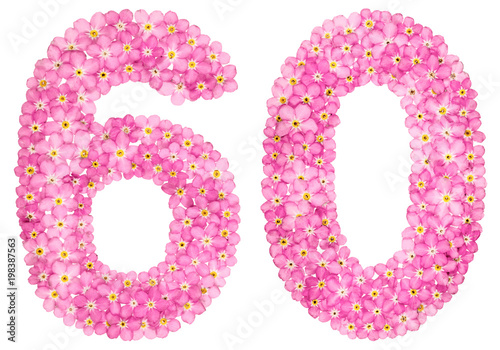 Poster Arabic numeral 60, sixty, from pink forget-me-not flowers, isolated on white bac