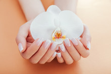 Ombre French Manicure With Orchid On Orange Background. Woman With White Ombre French Manicure Holds Orchid Flower