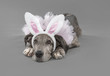 Puppy in tutu and bunny ears