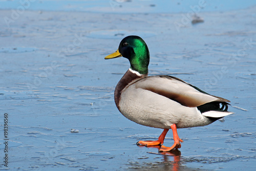 Cuadros en Lienzo Male mallard (Anas platyrhynchos) in bright nuptial plumage in early spring on b