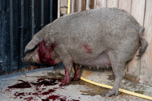 ASF. African Swine Fever. In The Summer In The Largest Agricultural Area Of The South Of Russia, Quarantine Was Declared. The Peasants Were Asked To Destroy The Pigs In Their Farms For Two Days.