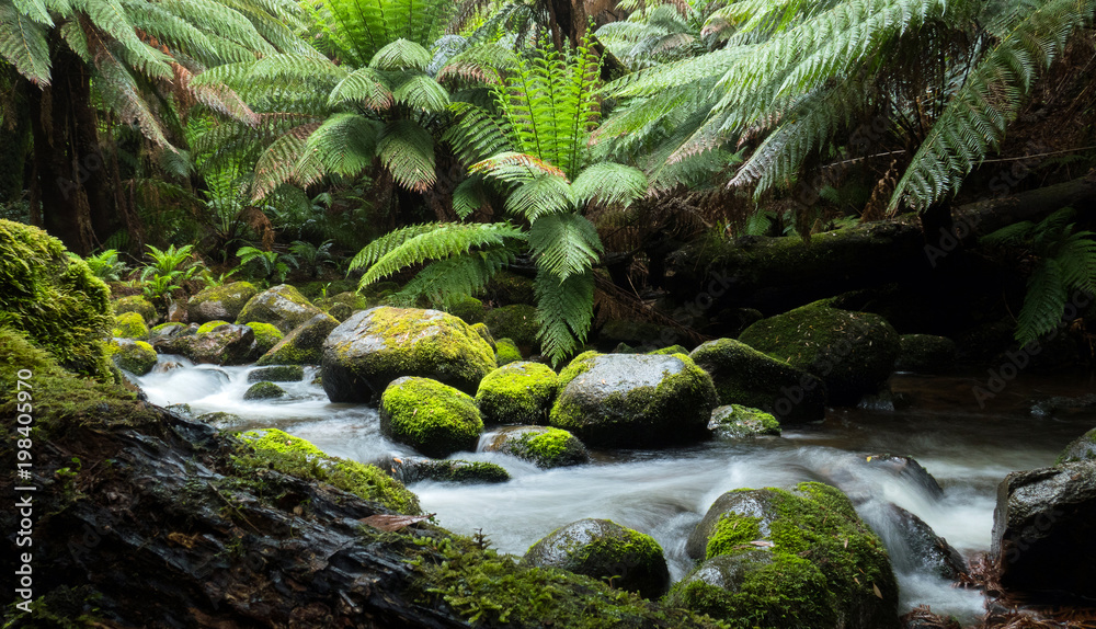Cascades of a rainforest stream with large overhanging ferns and mossy rocks and logs in the wilderness of Tasmania Australia. - obrazy, fototapety, plakaty 