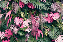 Tropical Trees Arranged In Full Background Or Full Wall There Are Leaves In Different Sizes, Different Colors, Various Sizes, Many Varieties. Another Garden Layout.as Background With Copy Space.